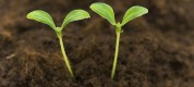 Two green seedlings growing out of soil