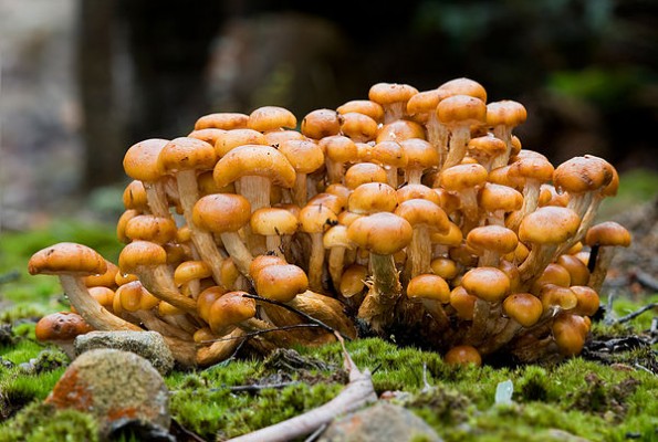 Ein Garten auf der Fensterbank – Pilze