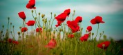 beautiful-poppy-field_00438499