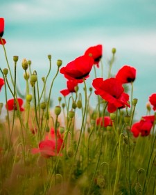 Meine Rote Klatschmohn Tinte