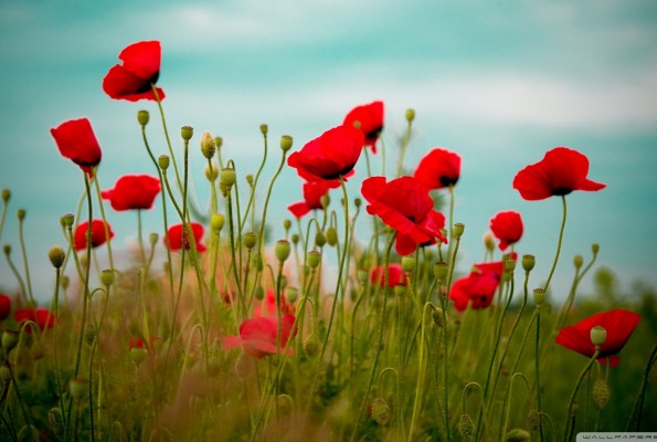 Meine Rote Klatschmohn Tinte