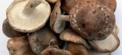 jamur shiitake