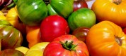 Lauter Bunte Tomaten