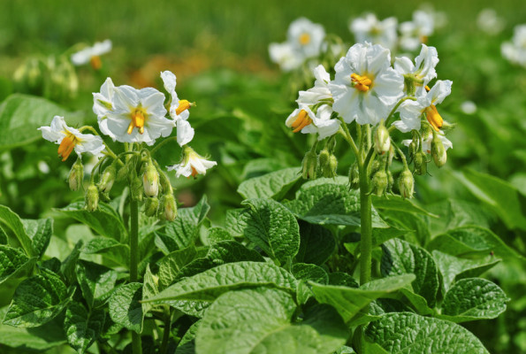 Kartoffeln im Kübel selber anbauen und ernten